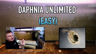 How I Raise Daphnia Water Fleas And You Can Too [upl. by Herbst]