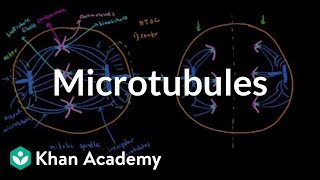 Microtubules  Cells  MCAT  Khan Academy [upl. by Freeman]