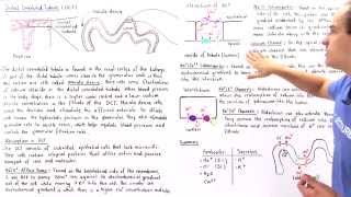 Distal Convoluted Tubule [upl. by Nohsav]