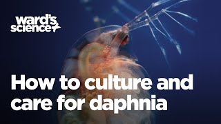 Caring and Culturing for Daphnia [upl. by Nemzaj208]