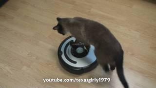 Cat shows HOW TO use iRobot Roomba Vacuum [upl. by Deery]