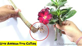 How To Grow Adenium From Cuttings  Desert Rose From Cuttings  Adenium Propagation [upl. by Tor]