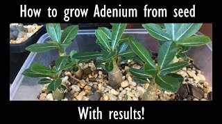 How to grow Desert Rose Adenium from seed with results [upl. by Emmie]