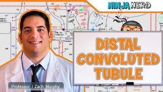 Renal  Distal Convoluted Tubule [upl. by Akital]