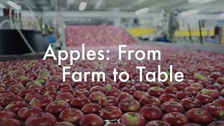 Apples From Farm to Table [upl. by Millburn]