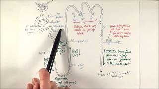 A2 Biology  Selective reabsorption OCR A Chapter 155 [upl. by Iniffit]