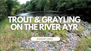 River Ayr  Trout and Grayling fishing MBAC beat [upl. by Hoxie]