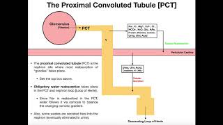 Functions amp Histology of The Proximal Convoluted Tubule PCT [upl. by Telfer]