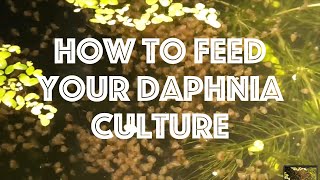 How To Feed Your Daphnia Culture [upl. by Brander]