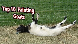 Top 10 fainting goats funny fainting goats [upl. by Ayo]