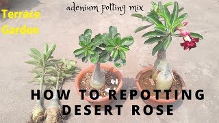 How to Repot Adenium Plant Easily Care Desert Rose Plant  Potting Mix For Adenium [upl. by Nnylaehs90]