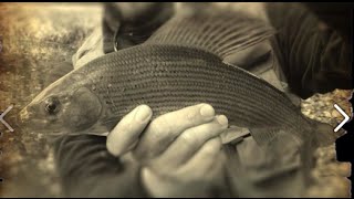 How to fly fish for Big Grayling  The River Avon Chalk Stream [upl. by Marnia]