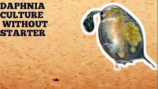 HOW TO CULTURE DAPHNIA NATURALLY WITHOUT A STARTER [upl. by Mclaurin]