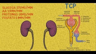 Fisiología renal Túbulo contorneado proximal TCP [upl. by Imas]