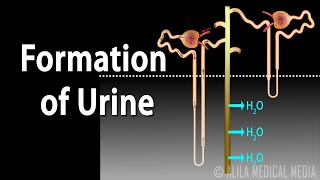 Formation of Urine  Nephron Function Animation [upl. by Ailiec893]