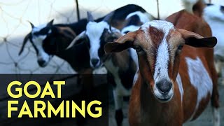 Goat Farming  FULL Version  Agribusiness How It Works [upl. by Ainsworth525]