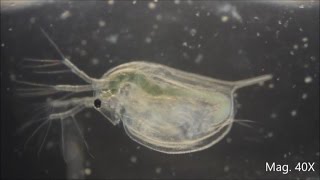 Daphnia magna under the Microscope [upl. by Neirda]