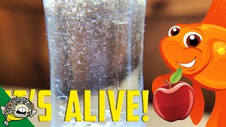 How to culture Vinegar Eels The EASY Way Live Fish Food [upl. by Anivram]