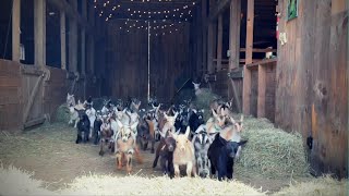 Epic Running of the Goats SunflowerFarmCreamery [upl. by Dempsey]