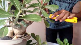 HOW TO PRUNE DESERT ROSE ADENIUM EASILY [upl. by Lachman]