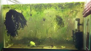 Scuds Daphnia Cherry Shrimp Copepods My aquatic food culture [upl. by Randi]