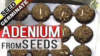 ADENIUM SEED GERMINATION Technique  How to grow Adenium from Seeds  Gardening in English [upl. by Ahseen148]