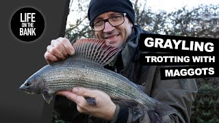 GRAYLING FISHING  TROTTING WITH MAGGOTS [upl. by Baptista]