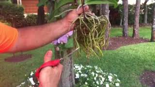 How to attach or hang Orchids to a Tree [upl. by Ahsekar]