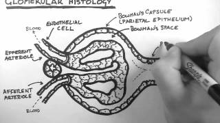 Renal Anatomy 3  Glomerular Histology [upl. by Cigam373]