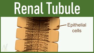 03 Nephron Structure Renal Tubule [upl. by Suedaht448]
