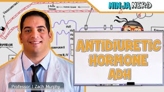 Endocrinology  Antidiuretic Hormone ADH [upl. by Mullen347]