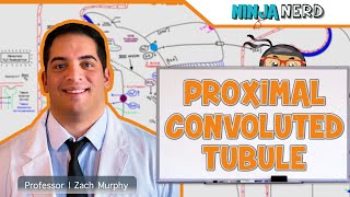 Renal  Proximal Convoluted Tubule [upl. by Novi]