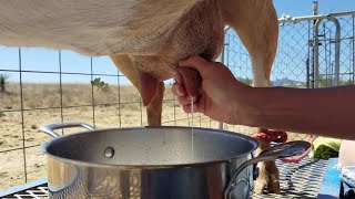 How To Milk A Goat [upl. by Elinor]