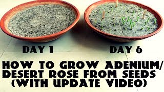 How to Grow Adenium  Desert Rose from Seeds With Update Video [upl. by Nysilla]