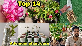 Top 14 Simple secret to Adenium plant care Adenium grafting Adenium cuttings [upl. by Sinaj]