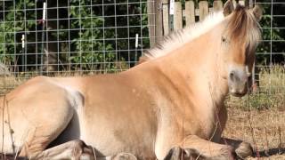 Living with Norwegians Fjords that is Norwegian Fjord horses Nora and Ronan [upl. by Ahsyad937]