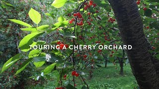 Touring a Michigan Montmorency Cherry Orchard [upl. by Revert460]