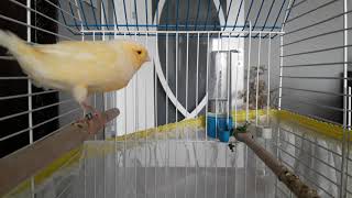 KIZGIN DİŞİ KANARYA SESİ  FEMALE CANARY SONG  KANARİEFÅGEL [upl. by Hannahc]