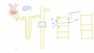 How does Antidiuretic Hormone ADH work [upl. by Dressel]