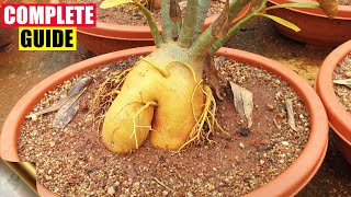 COMPLETE GUIDE TO GROWING ADENIUM – THE DESERT ROSE  CARE TIPS TRICKS SEEDS CAUDEX [upl. by Anelhtac]