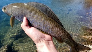 Fly Fishing a Pristine Stream for Wild Arctic Grayling in ALASKA [upl. by Sillert]