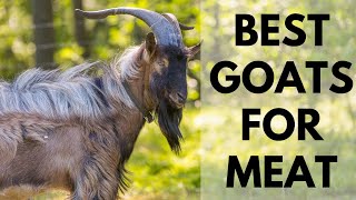 Best Goats for Meat and profit [upl. by Savvas782]