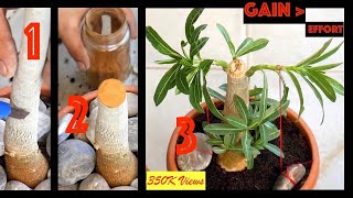 Get more BRANCHES and thicker CAUDEX in Adenium obesum Desert Rose  Tips Hacks Care amp Training [upl. by Fine]