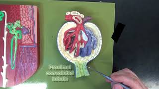 3 Part Kidney Model Part 3 – The Renal Corpuscle [upl. by Colene]