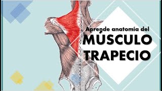 Anatomía del músculo TRAPECIO Explicación fácil [upl. by Hackney]