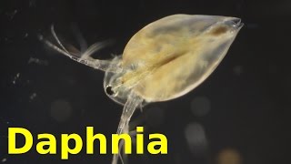 Daphnia [upl. by Sherrer]