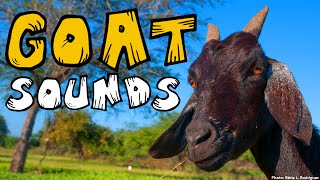 GOAT SOUND 25 Different Goat Noises Animal Sounds [upl. by Yramanna1]