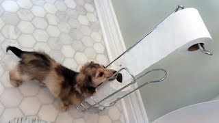 Daphne the Cute Dachshund Puppy LOVES Toilet Paper [upl. by Humble]