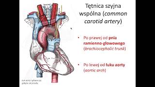 Tętnica szyjna wspólna pełna wersja [upl. by Tolmach322]