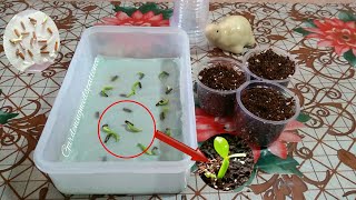 Grow Adenium Seeds On Tissue Paper  Repotting Adenium Seedlings [upl. by Axel]